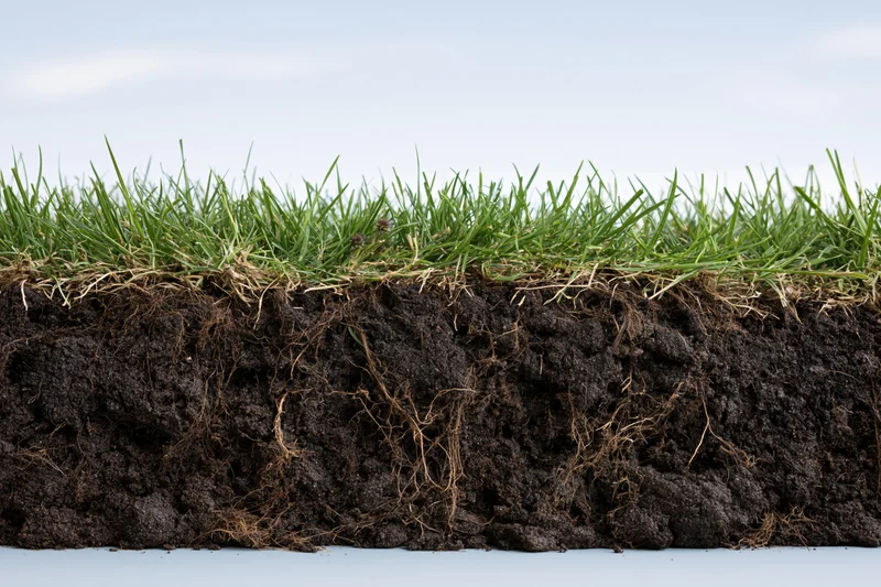 Cross-section of lawn turf showing grass and soil layers with visible roots and organic matter