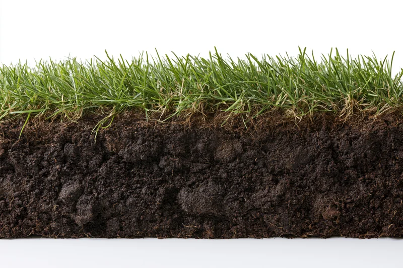 Cross-section of lawn turf showing green grass blades above dark soil layer