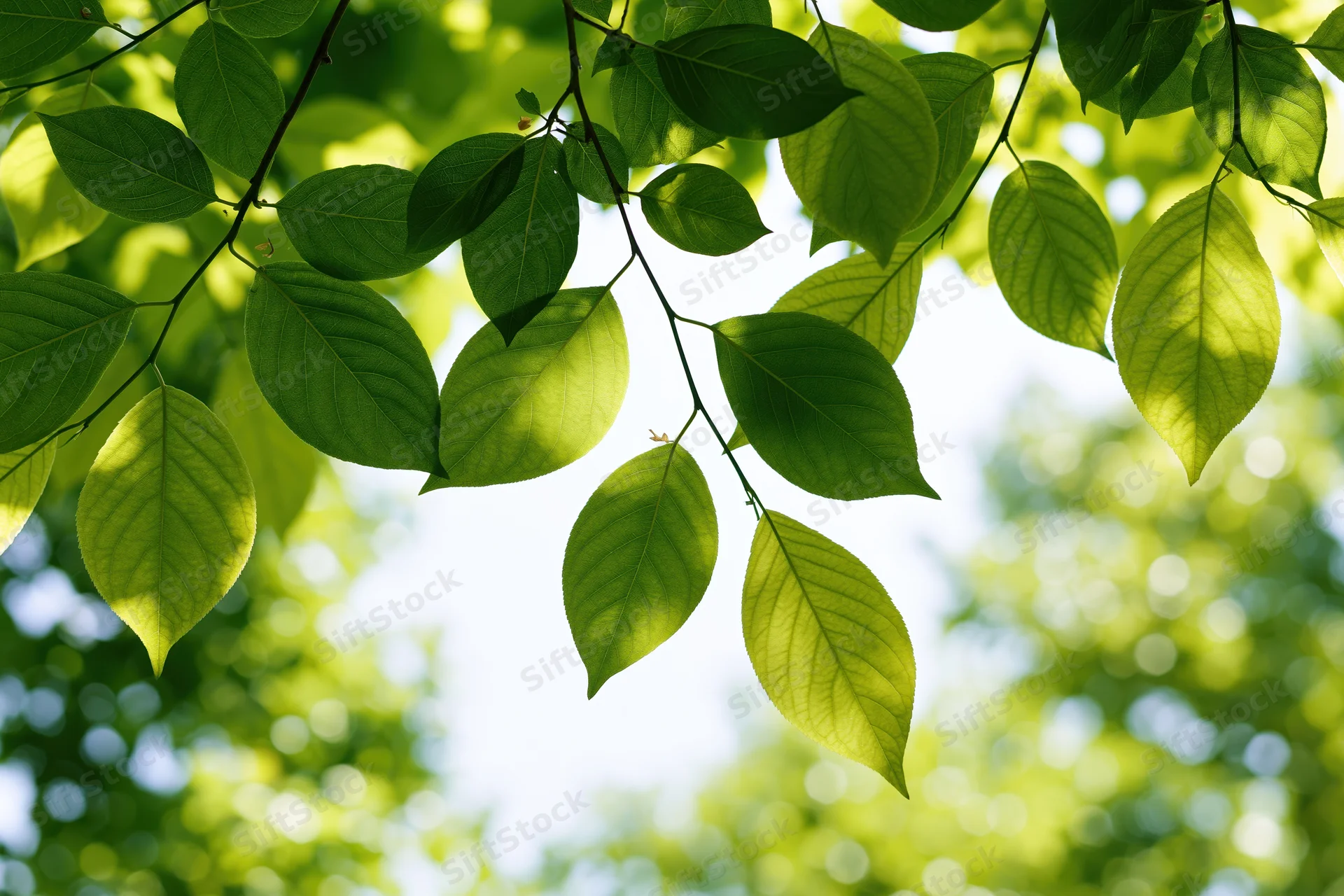 Deciduous tree branch with fresh green leaves hanging downward against bright sky and blurred foliage background