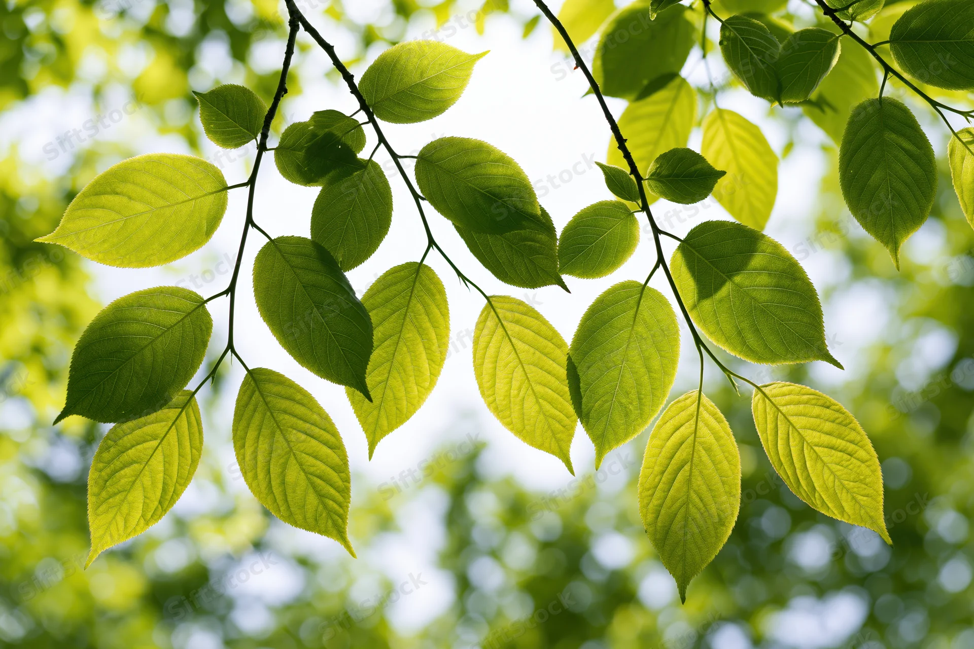 Fresh green leaves hanging from a deciduous tree branch against a bright sky with soft bokeh background