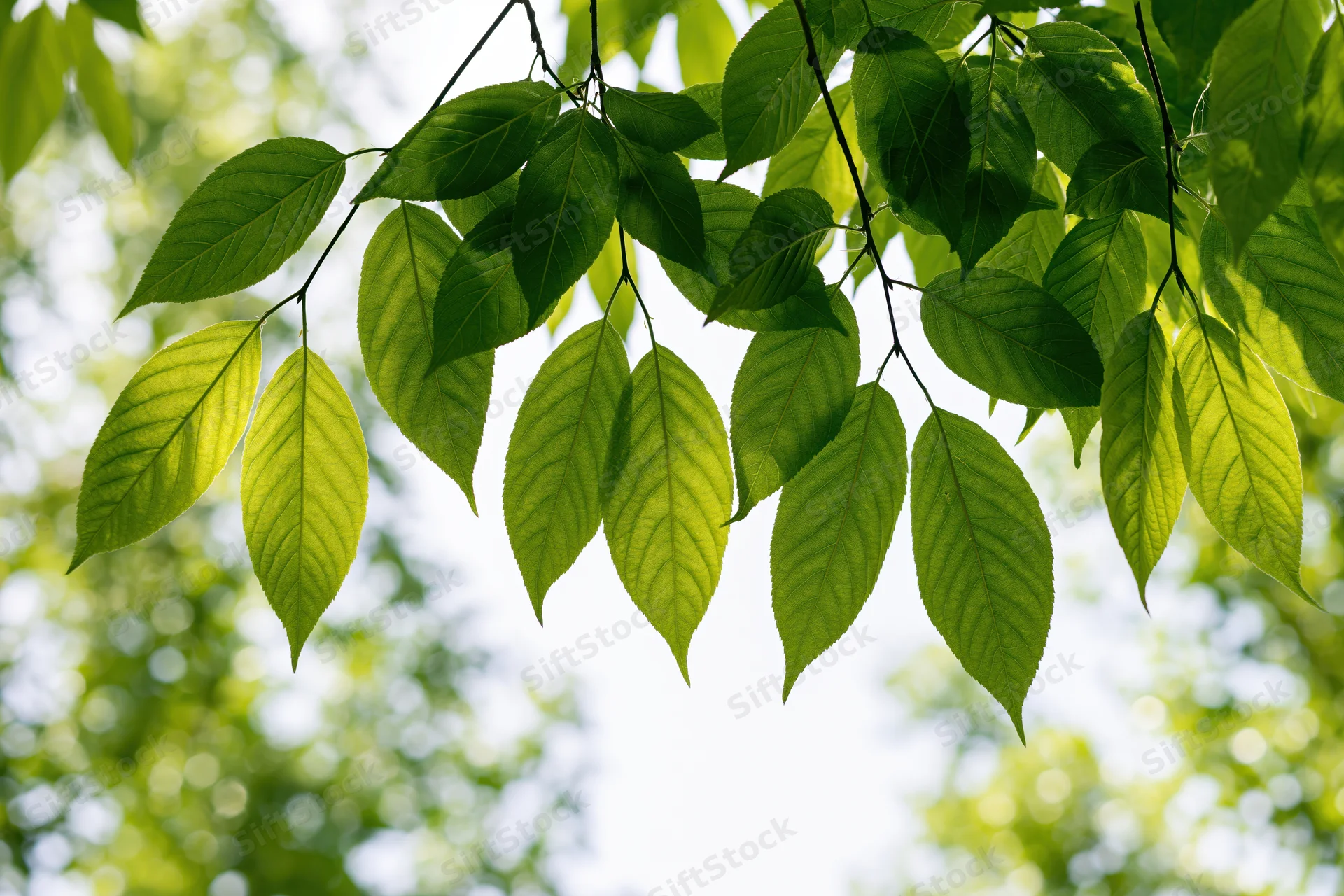 Deciduous tree branch with fresh green leaves hanging downward against bright sky