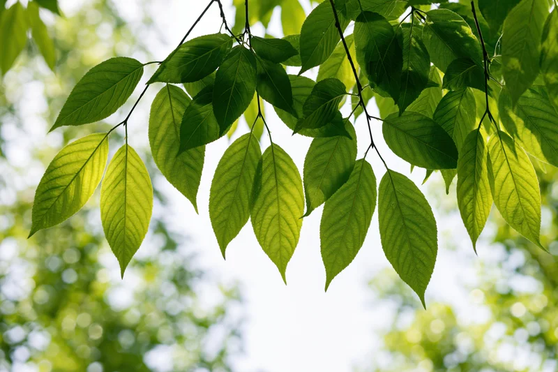 Deciduous tree branch with fresh green leaves hanging downward against bright sky