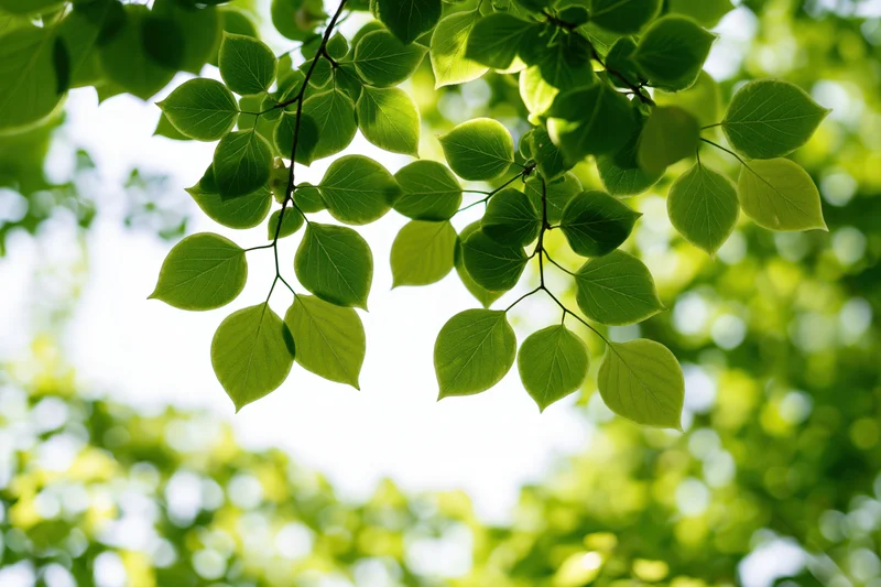 Fresh green leaves hanging from a deciduous tree branch in sunlight