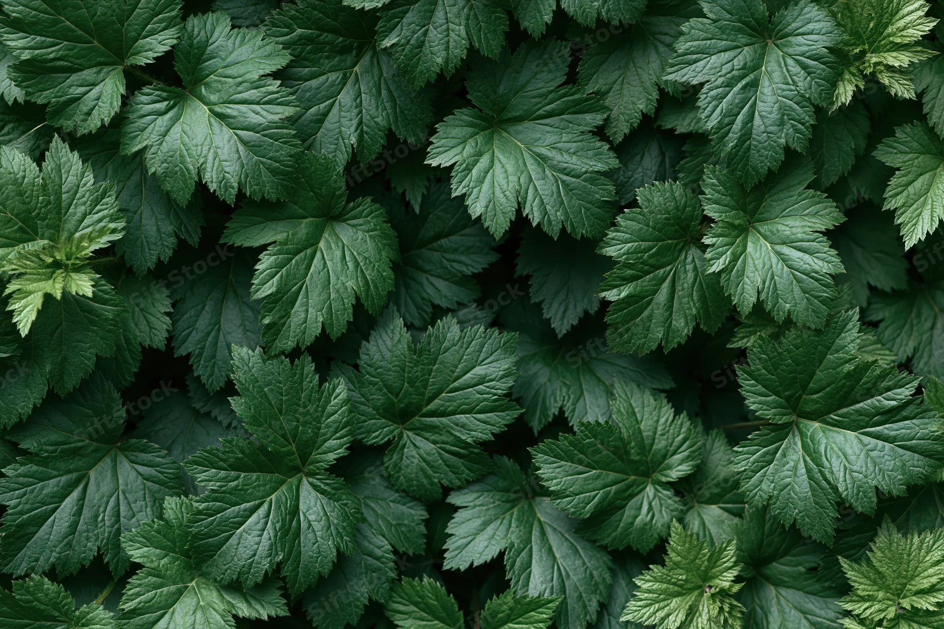 Dense carpet of serrated green leaves filling the frame
