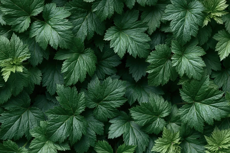 Dense carpet of serrated green leaves filling the frame