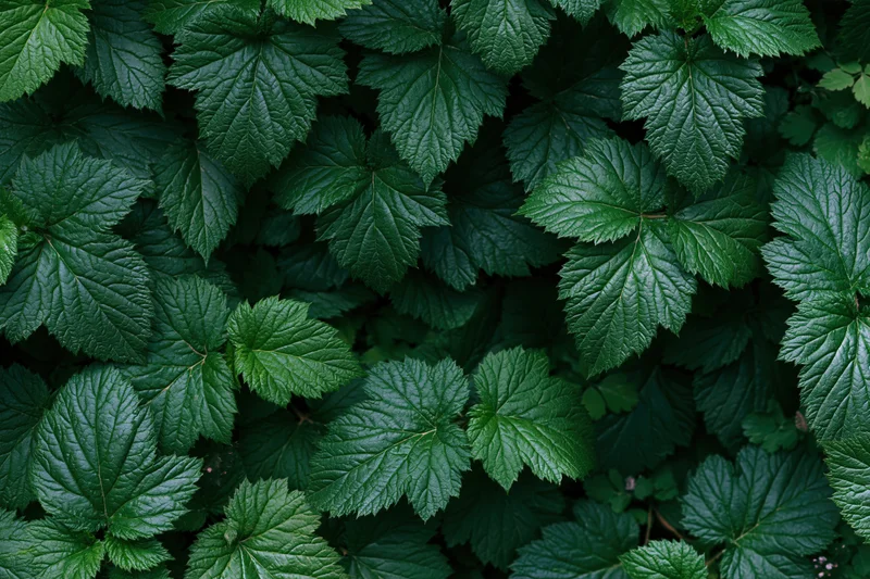 Dense carpet of serrated green leaves filling the frame