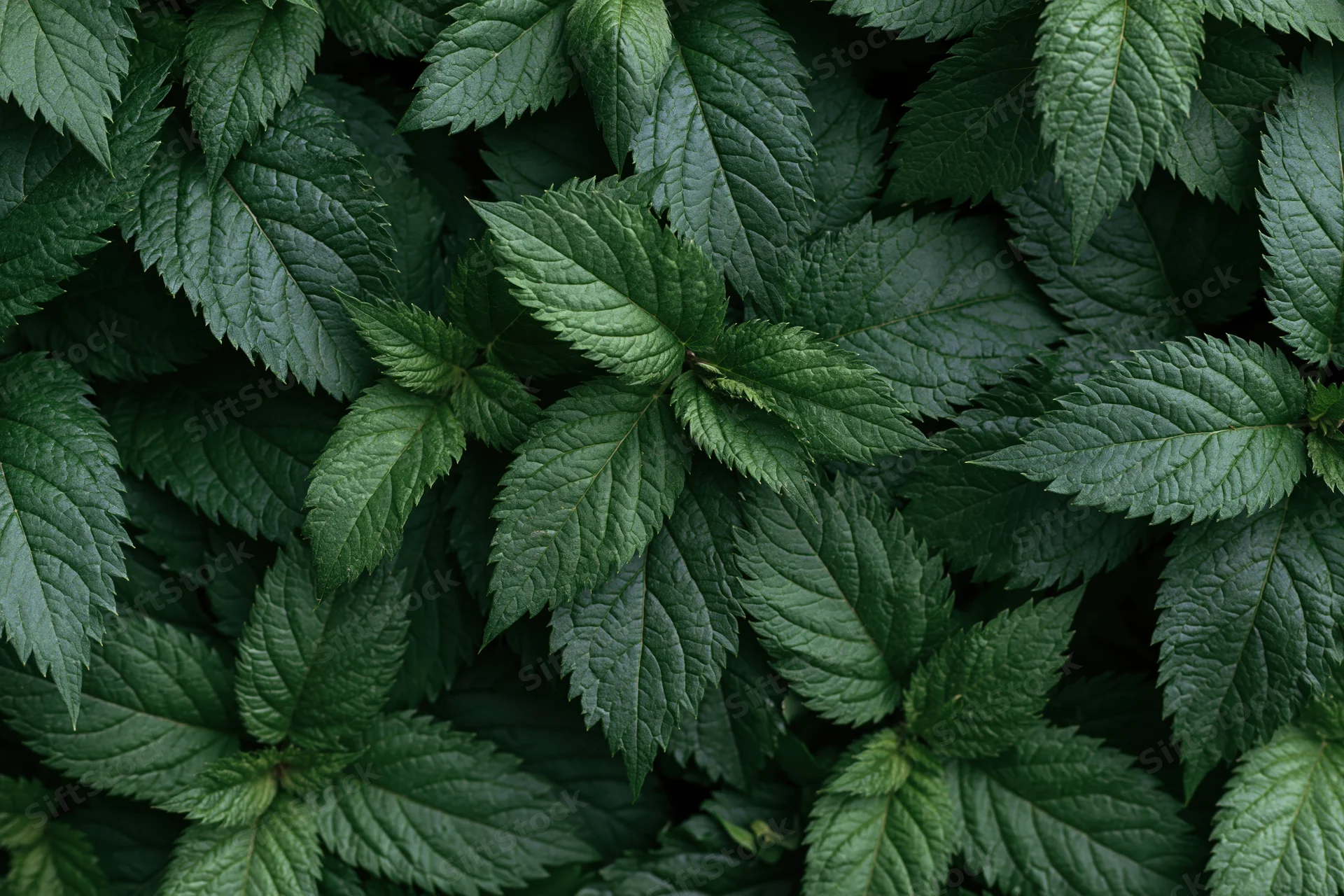 Dense carpet of serrated green leaves filling the frame as a natural background