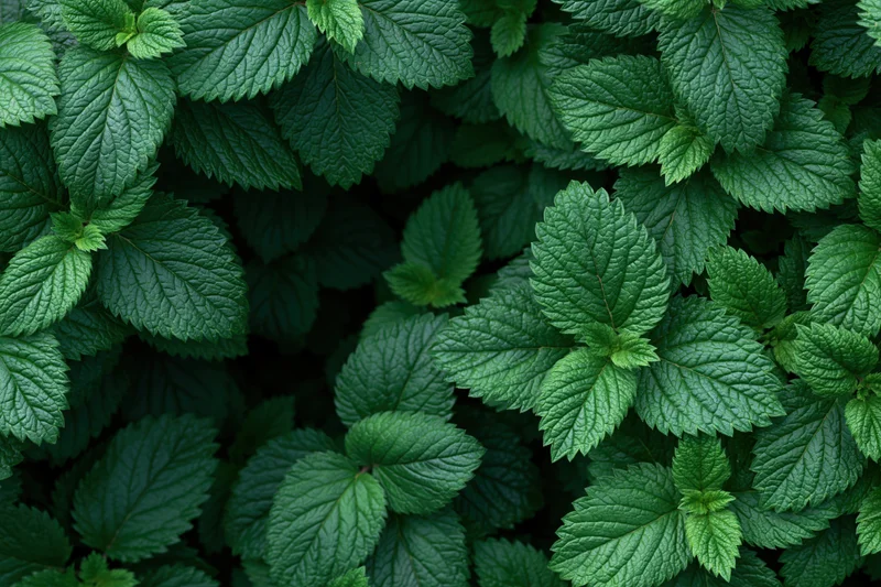 Dense carpet of serrated green leaves filling the frame