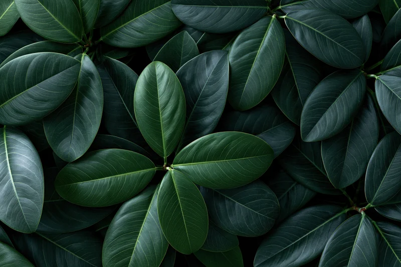 Dense cluster of dark green tropical leaves filling the frame