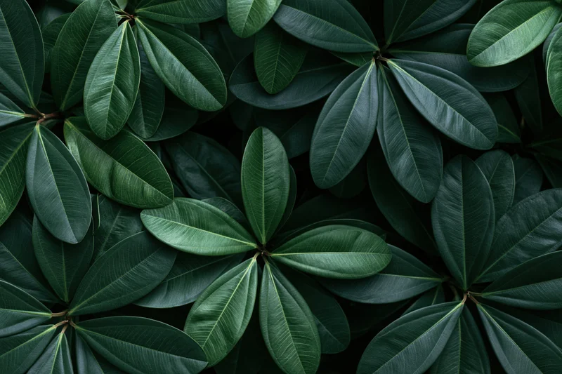 Dense cluster of dark green tropical leaves filling the frame as a natural background