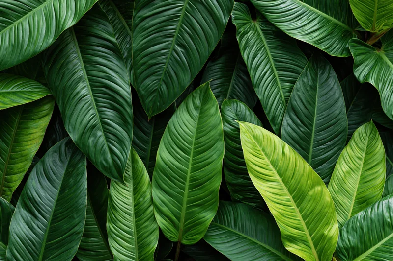 Dense cluster of large tropical leaves filling the frame