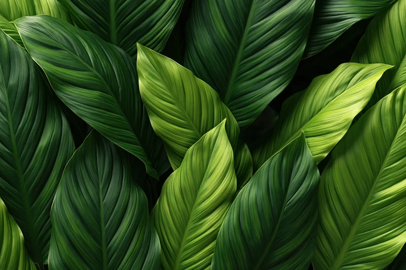 Dense cluster of large tropical leaves filling the frame with lush green foliage