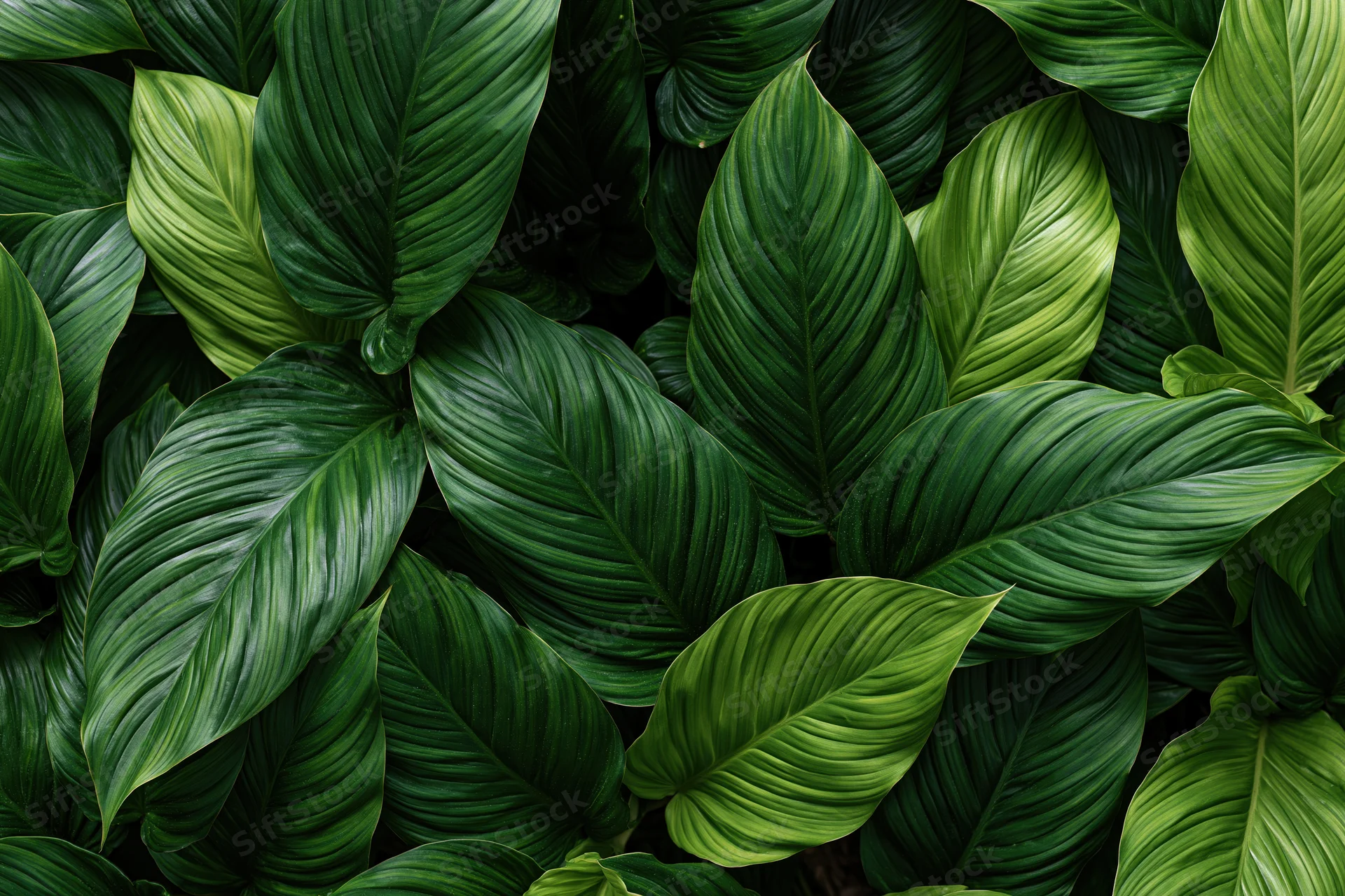 Dense cluster of large tropical leaves filling the frame