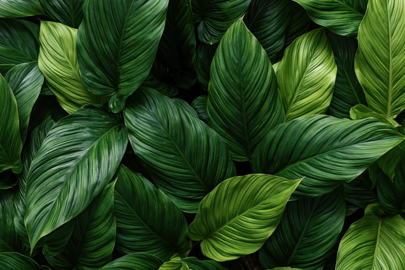 Dense cluster of large tropical leaves filling the frame
