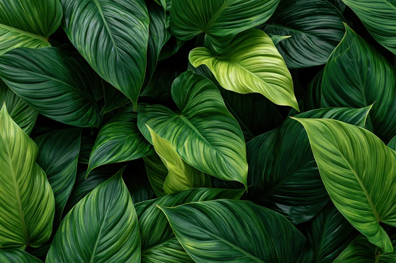 Dense cluster of large tropical leaves filling the frame