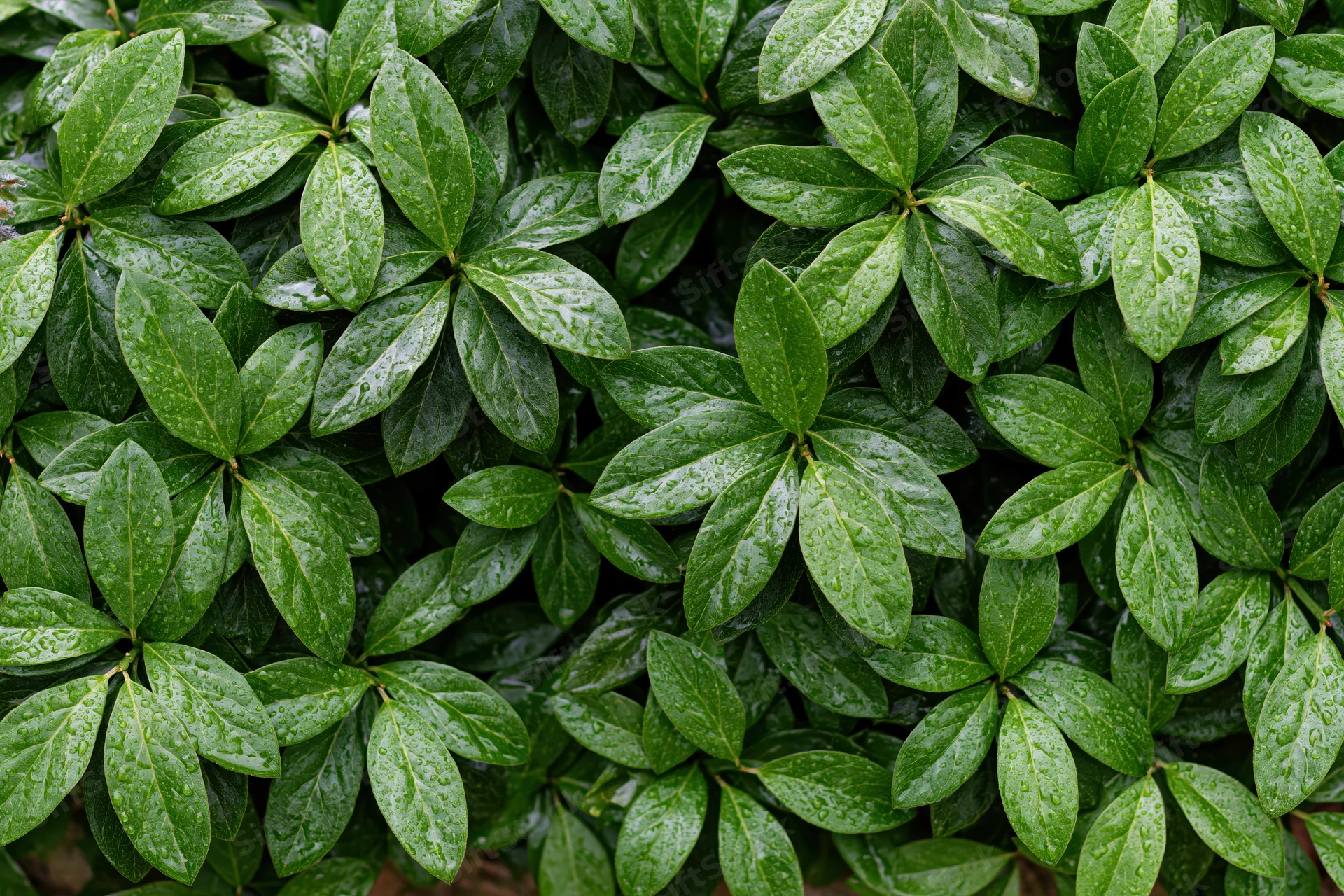 Dense cluster of small green leaves covered in water droplets outdoors