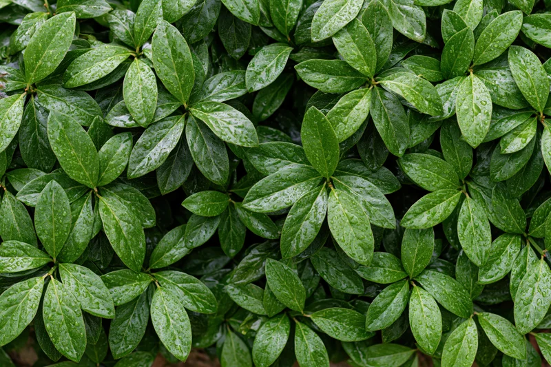 Dense cluster of small green leaves covered in water droplets outdoors