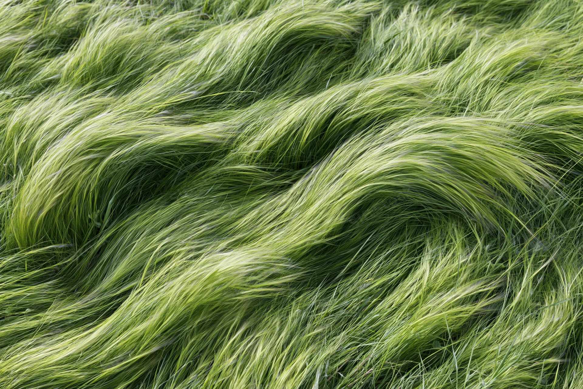 Dense feather grass blades swept flat by wind in a field
