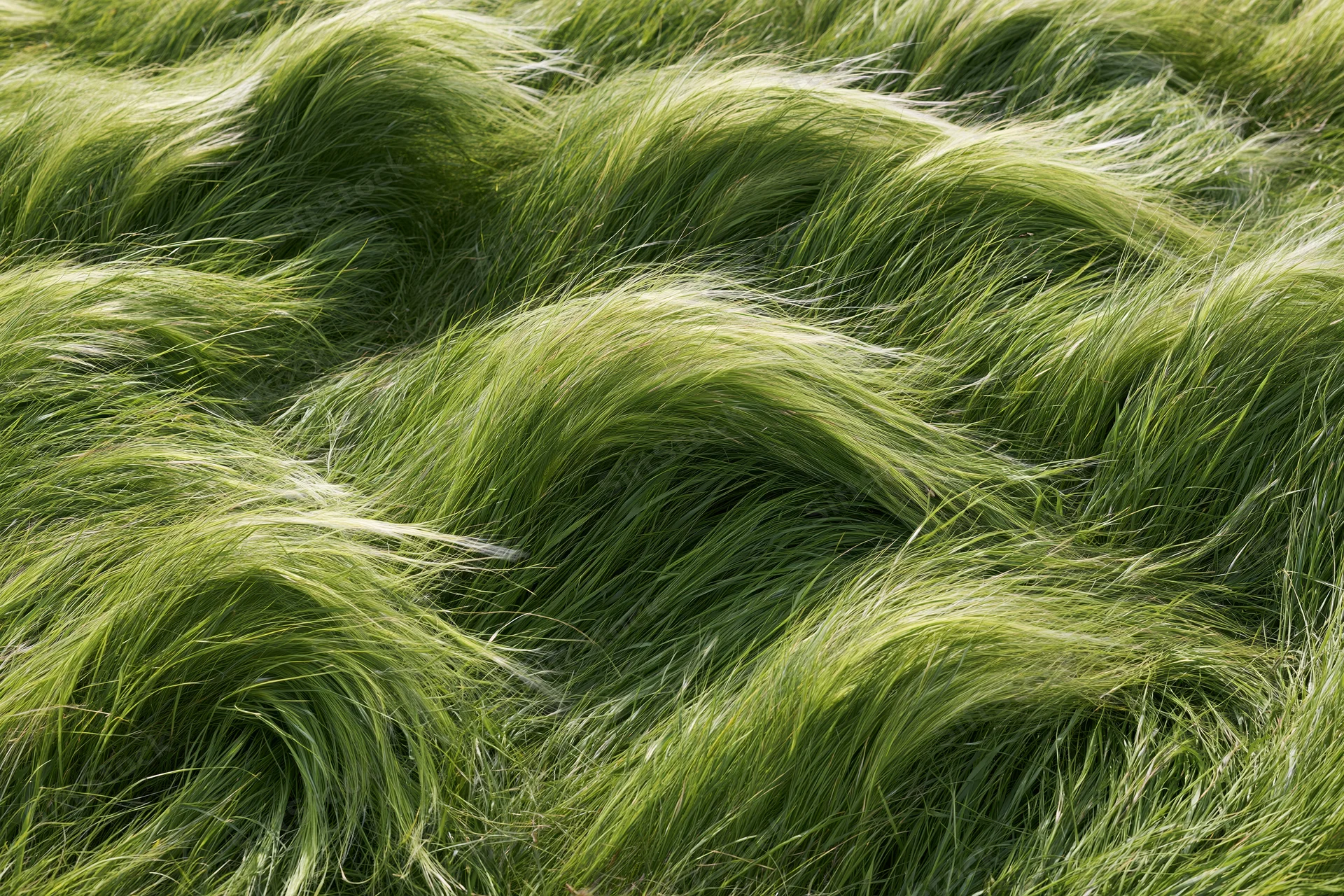 Dense feather grass swept flat by wind in a field