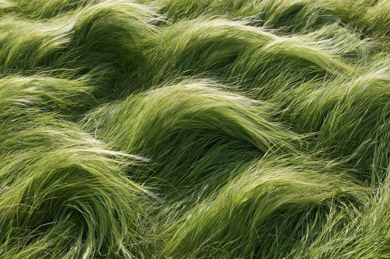 Dense feather grass swept flat by wind in a field
