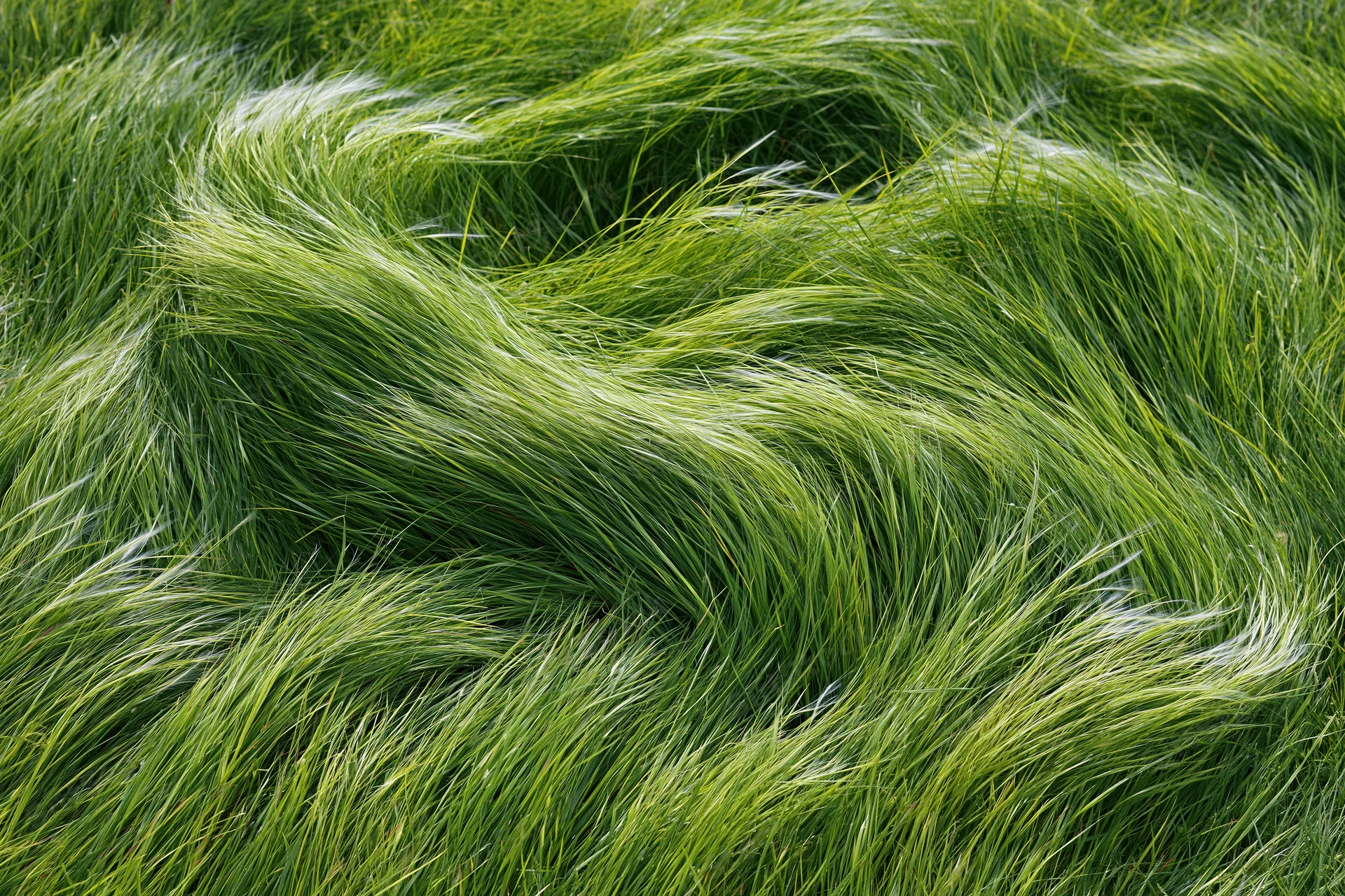 Dense feather grass blades swept flat by wind in a natural field