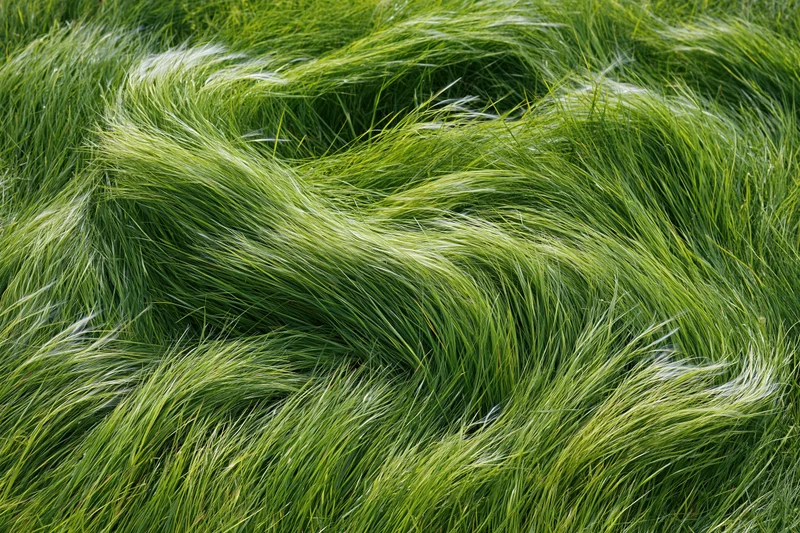 Dense feather grass blades swept flat by wind in a natural field