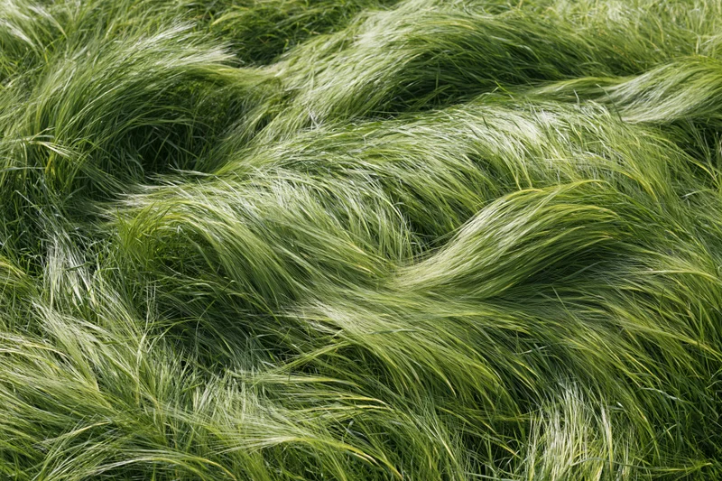 Dense feather grass blades swept flat by wind in a natural field