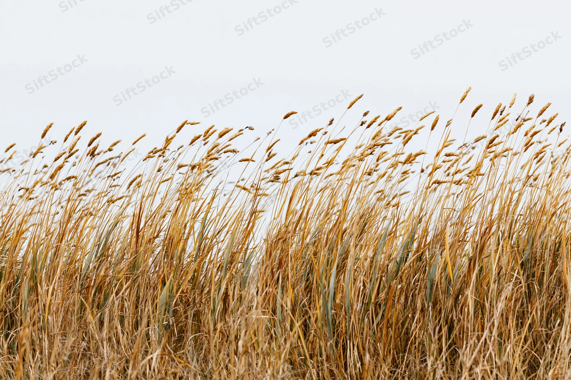 Dry autumn wild grasses with seed heads swaying in a field