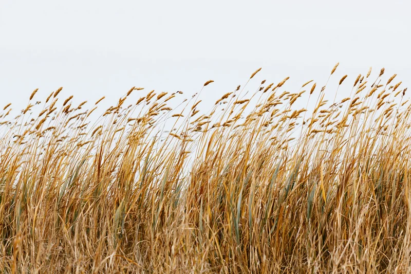 Dry autumn wild grasses with seed heads swaying in a field