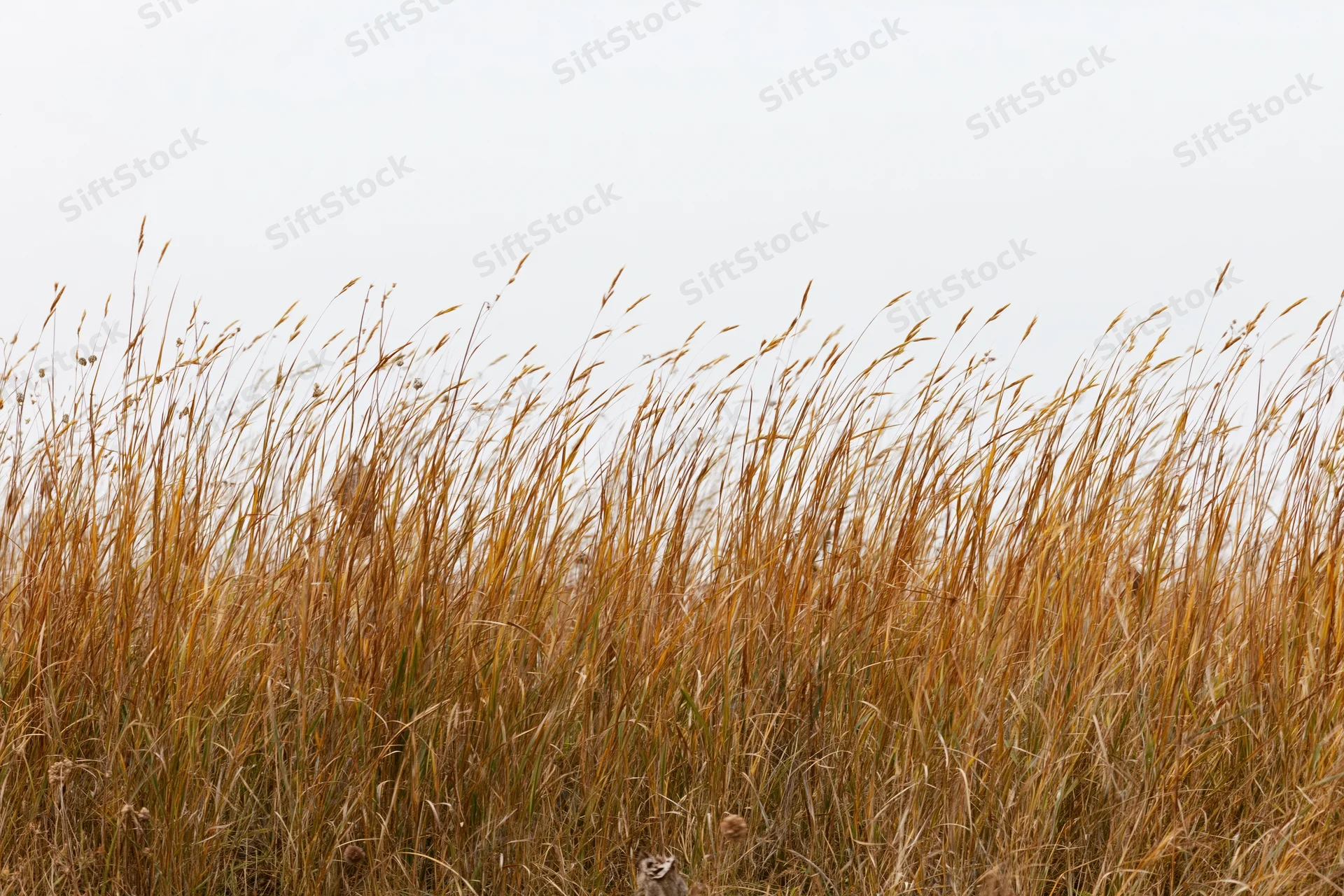 Dry autumn wild grasses swaying in a field with seed heads against an overcast sky