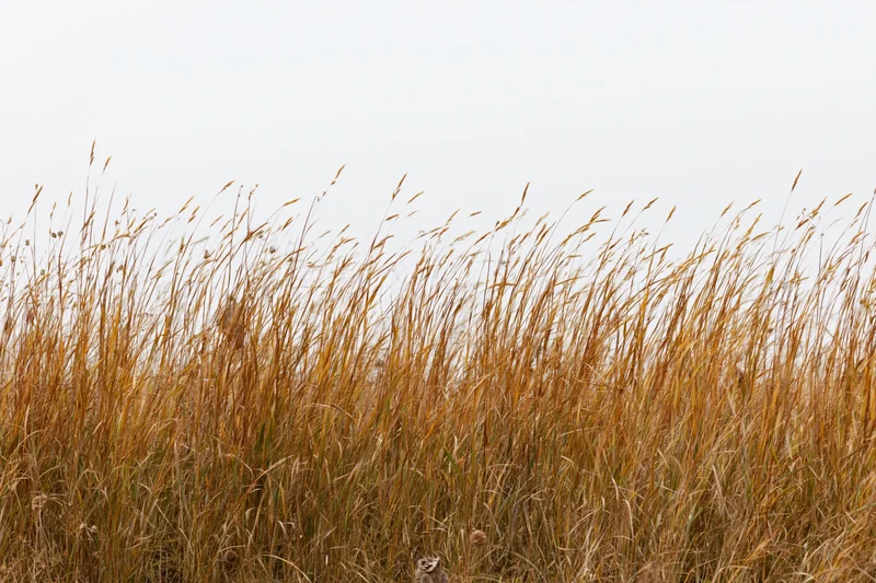 Dry autumn wild grasses swaying in a field with seed heads against an overcast sky