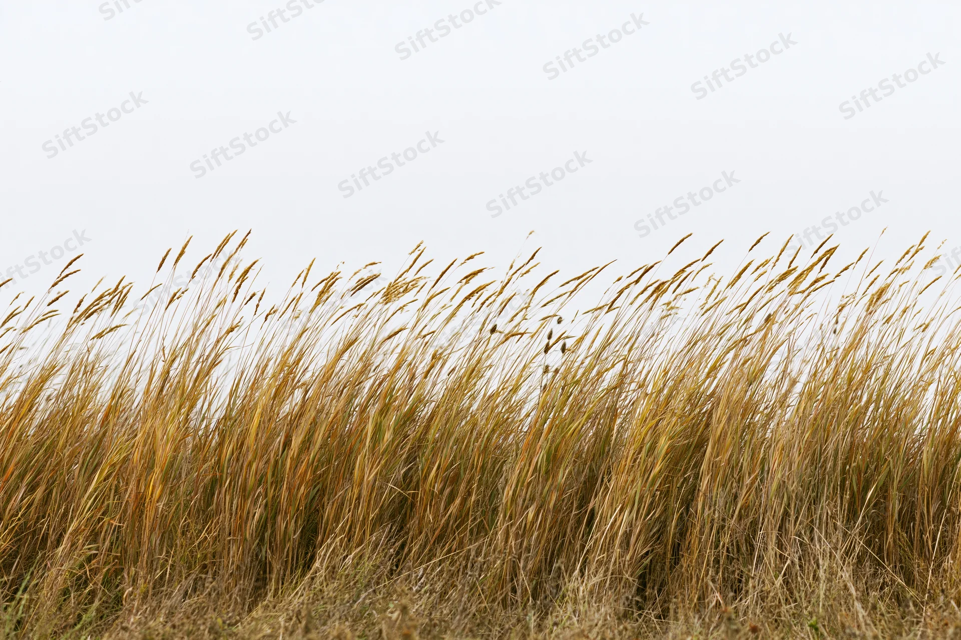 Dry autumn wild grasses with seed heads swaying in a field