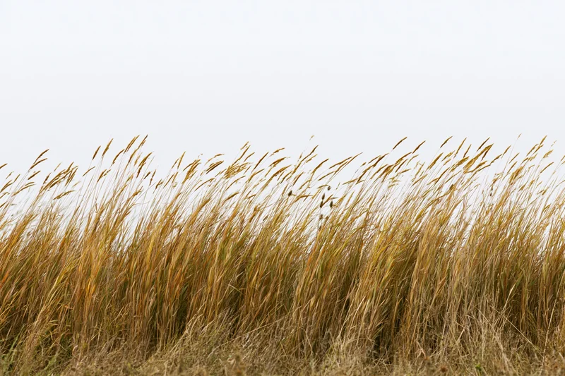 Dry autumn wild grasses with seed heads swaying in a field
