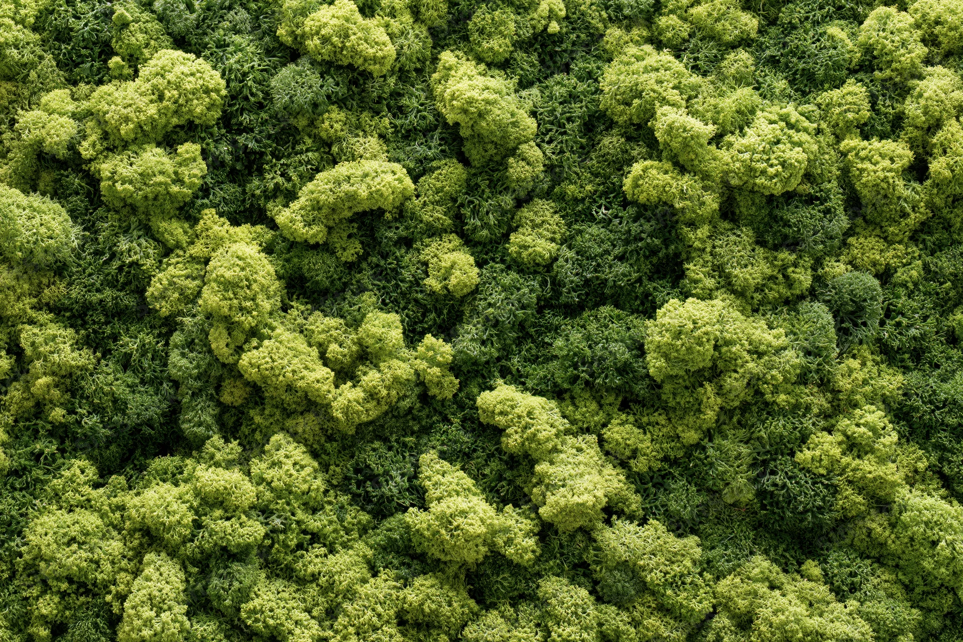 Dense moss wall covering entire frame with lumpy reindeer moss texture