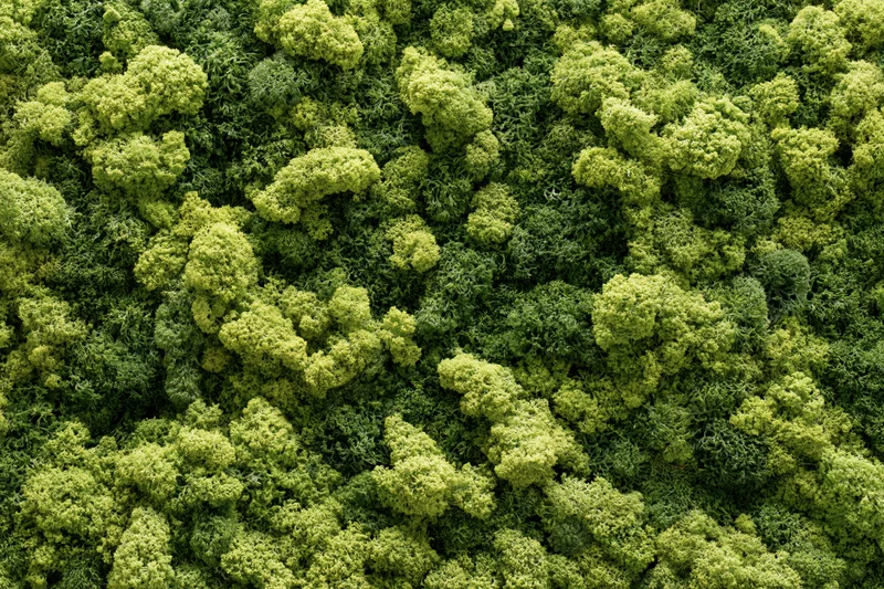 Dense moss wall covering entire frame with lumpy reindeer moss texture