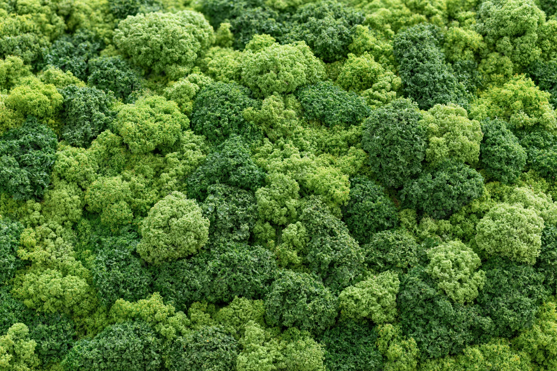 Dense green moss wall covering the entire frame with lumpy reindeer moss texture