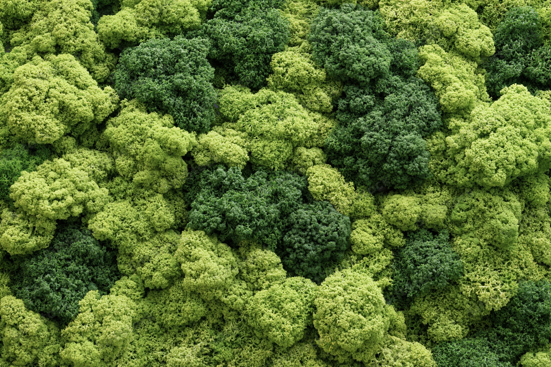 Dense moss wall covering entire frame with lumpy reindeer moss texture