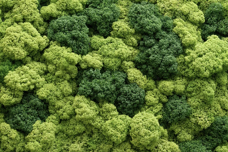 Dense moss wall covering entire frame with lumpy reindeer moss texture