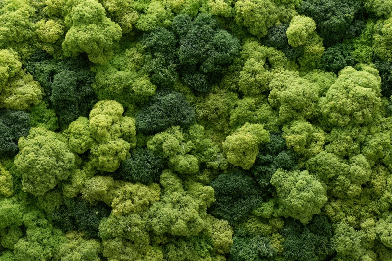 Dense moss covering a flat wall with lumpy reindeer lichen patches