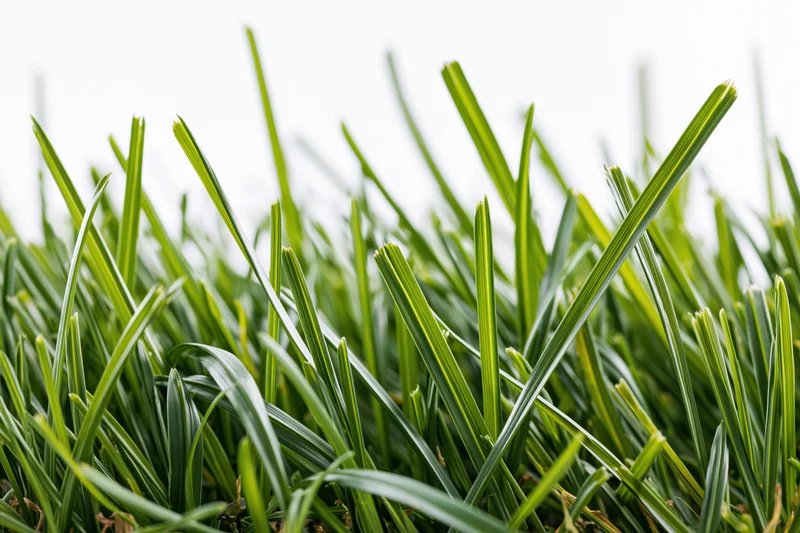 Dense green grass blades filling the lower half of the frame against a white background