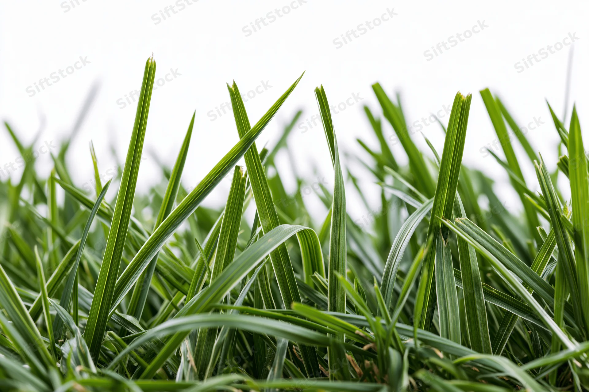 Dense green grass blades filling the lower half of the frame against a bright sky