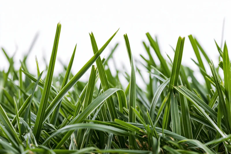 Dense green grass blades filling the lower half of the frame against a bright sky