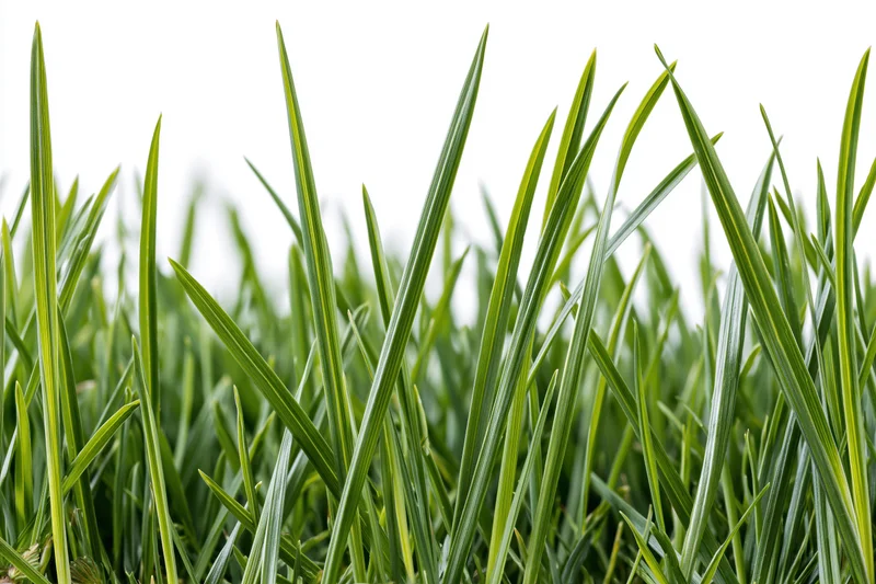 Dense green grass blades filling the lower half of the frame against a white background