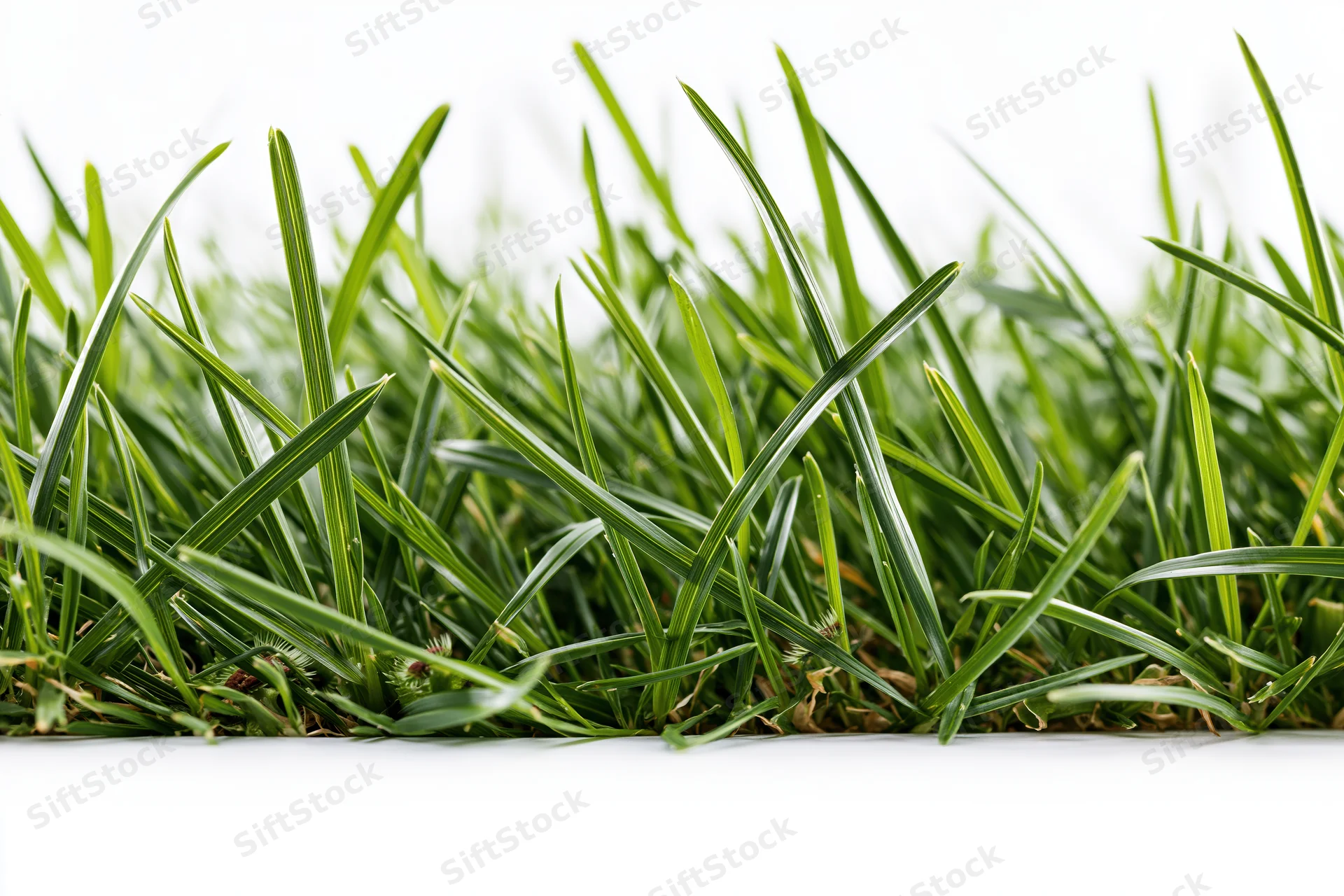 Dense green grass blades filling the lower half of the frame against a white background