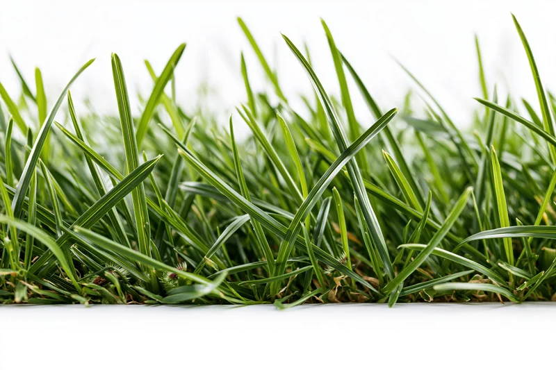 Dense green grass blades filling the lower half of the frame against a white background