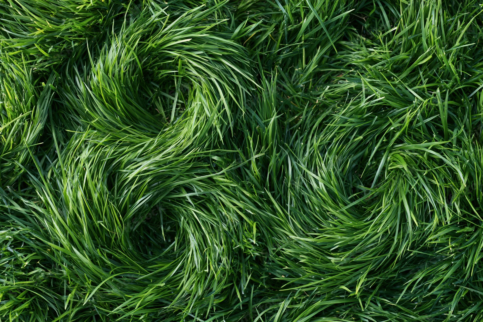 Dense green grass viewed from directly above filling the frame