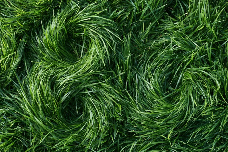 Dense green grass viewed from directly above filling the frame