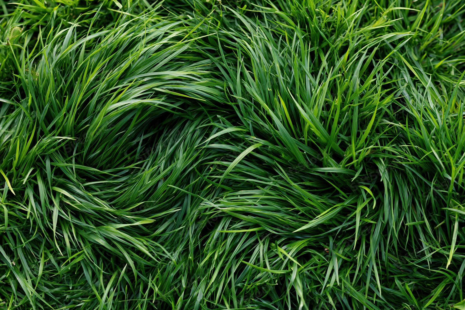 Dense green grass blades viewed from directly above filling the frame