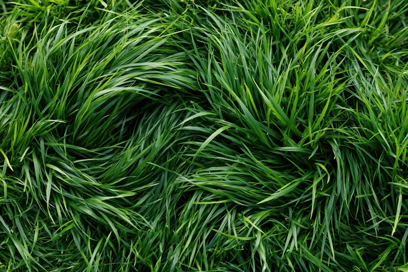 Dense green grass blades viewed from directly above filling the frame
