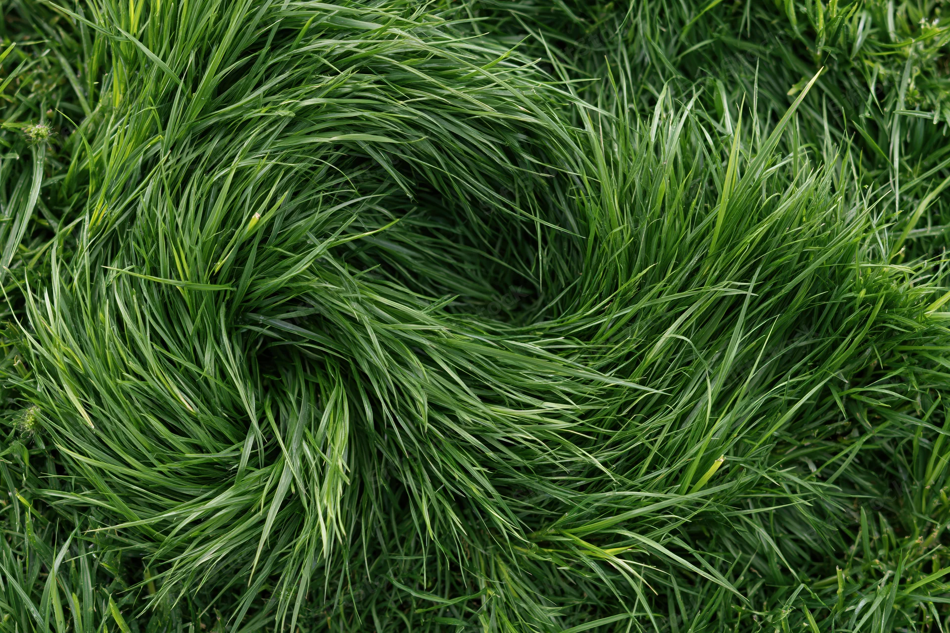 Dense green grass viewed from directly above filling the frame